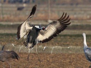  - White-naped Crane