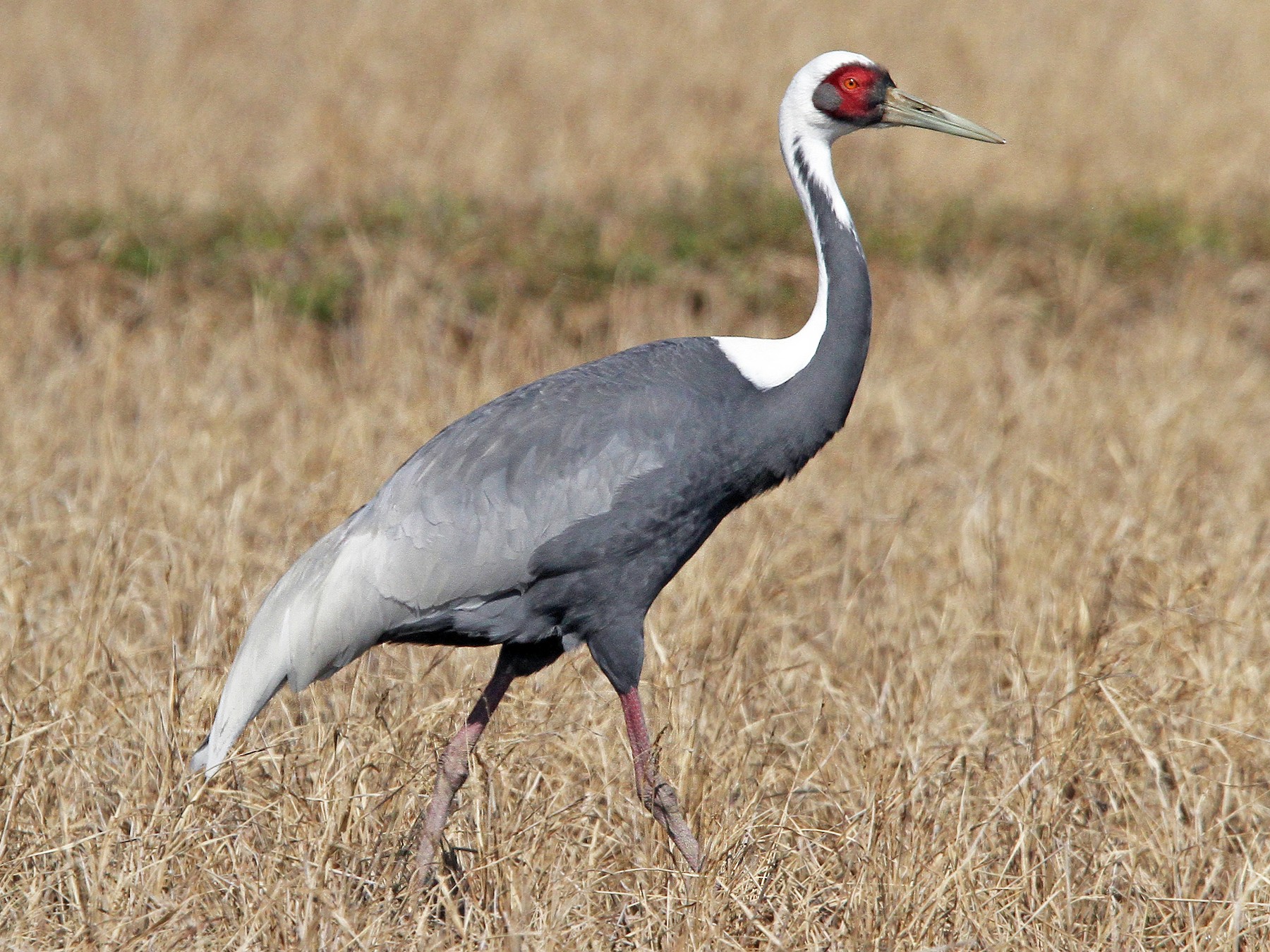 White-naped Crane - Christoph Moning