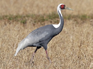  - White-naped Crane