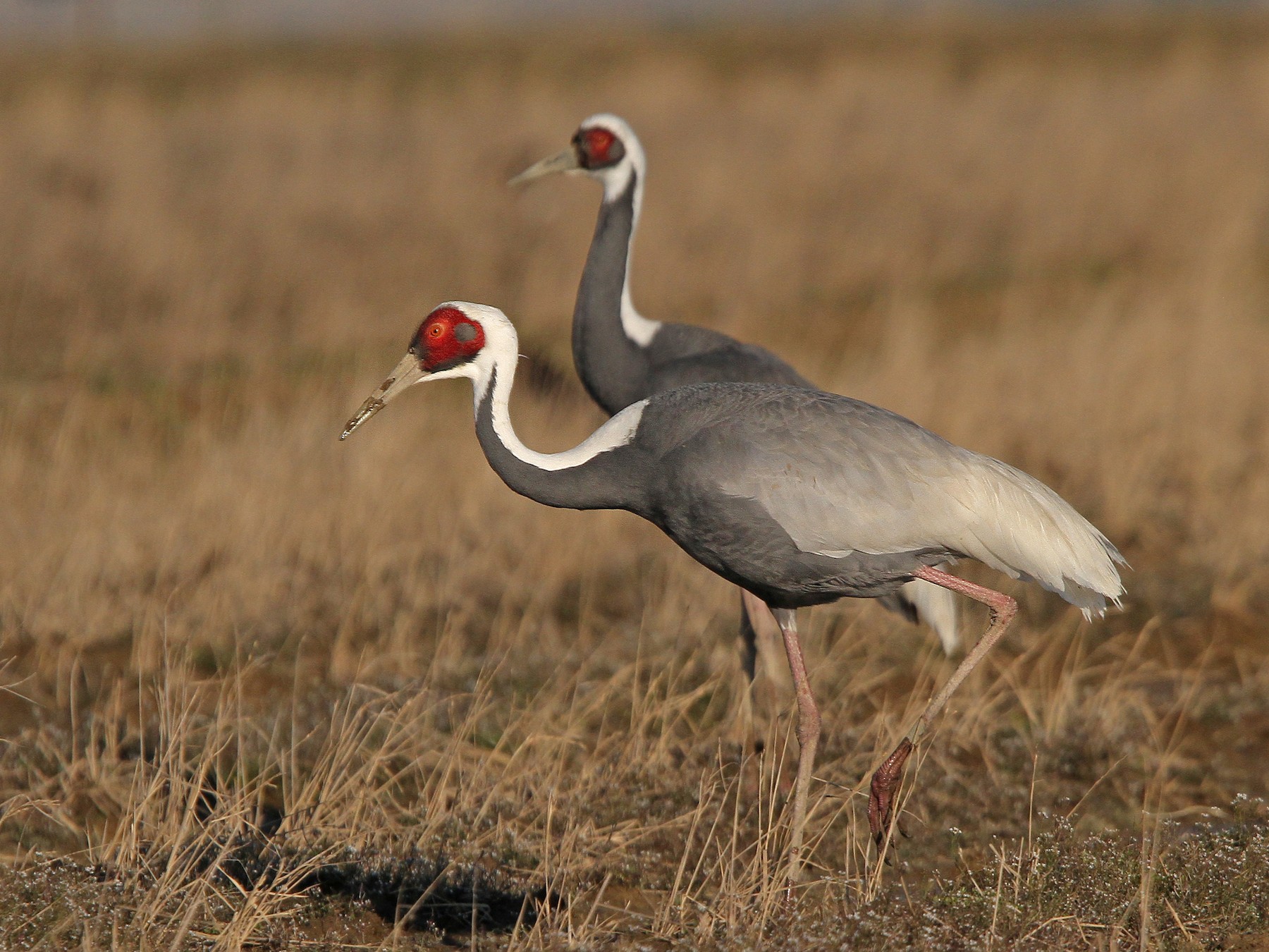 White-naped Crane - Christoph Moning