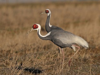  - White-naped Crane