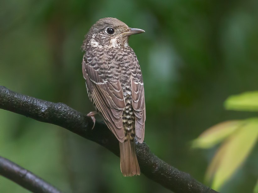 White-throated Rock-Thrush - Francis Yap