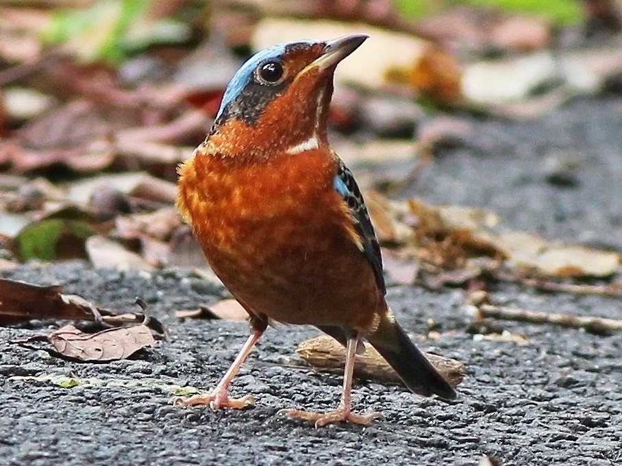 White-throated Rock-Thrush - Neoh Hor Kee