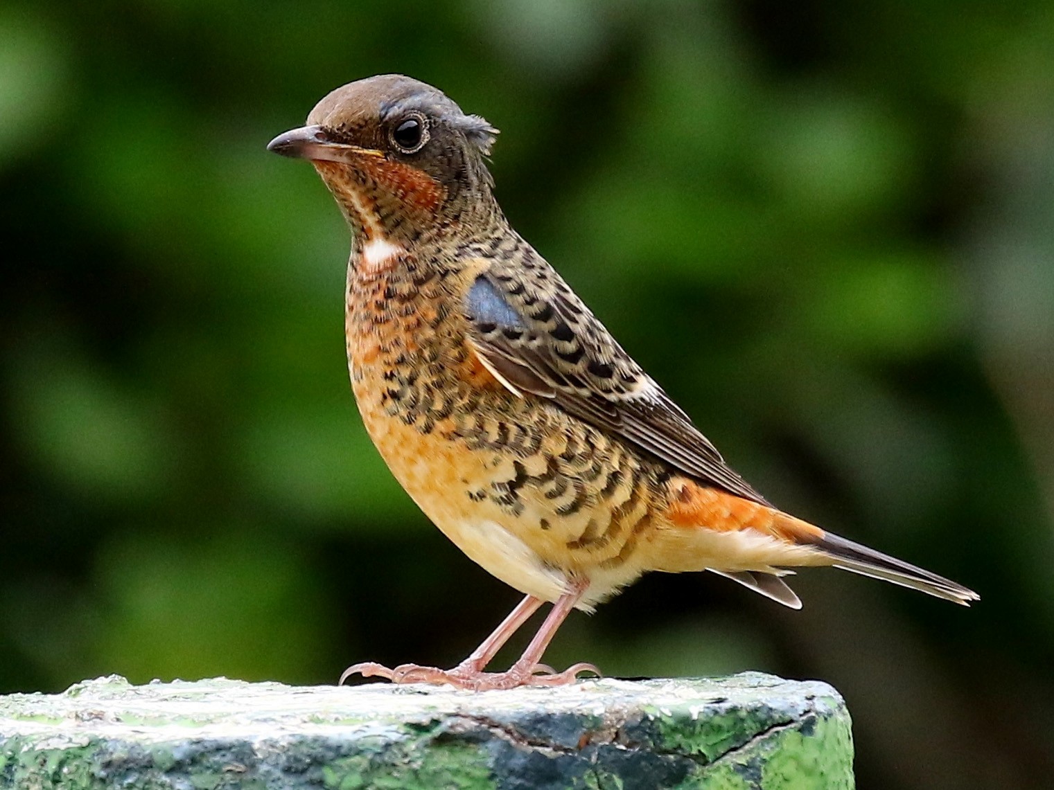 White-throated Rock-Thrush - yang yi hsien