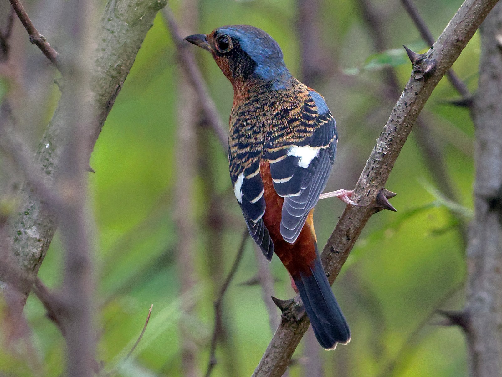 White-throated Rock-Thrush - Vincent Wang