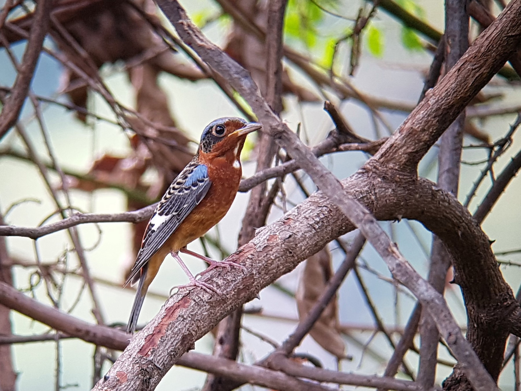 White-throated Rock-Thrush - Mardy Sean (SVC)