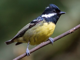  - Yellow-bellied Tit
