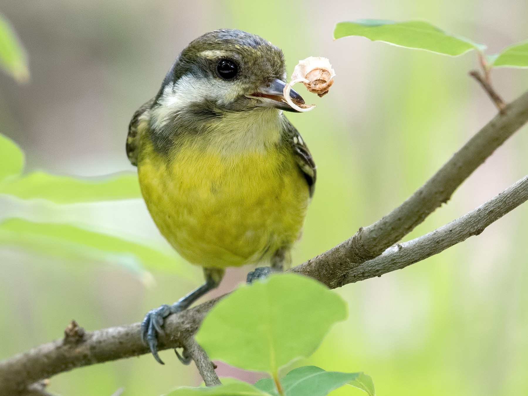 Yellow-bellied Tit - Shailesh Pinto