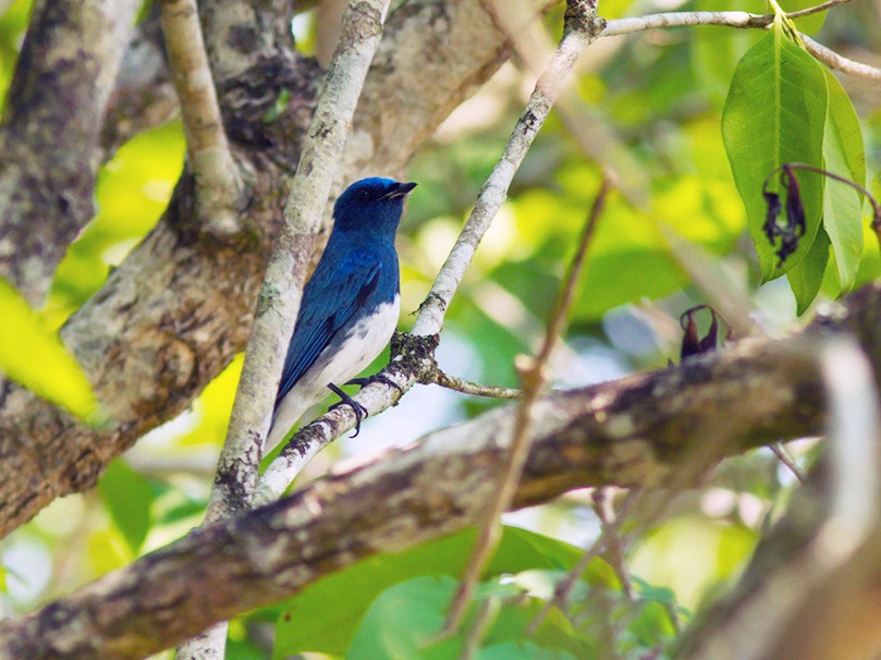 Zappey's Flycatcher - Wich'yanan Limparungpatthanakij