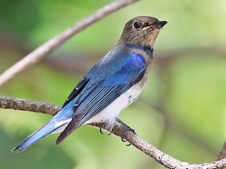 Zappey's Flycatcher - eBird