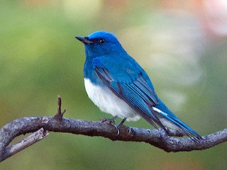 Zappey's Flycatcher - eBird