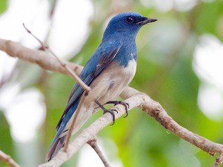 脚付きシエッポ　FLYCATCHER w.foot SIEPPO Zappey's Flycatcher - eBird