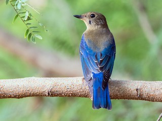 Zappey's Flycatcher - eBird