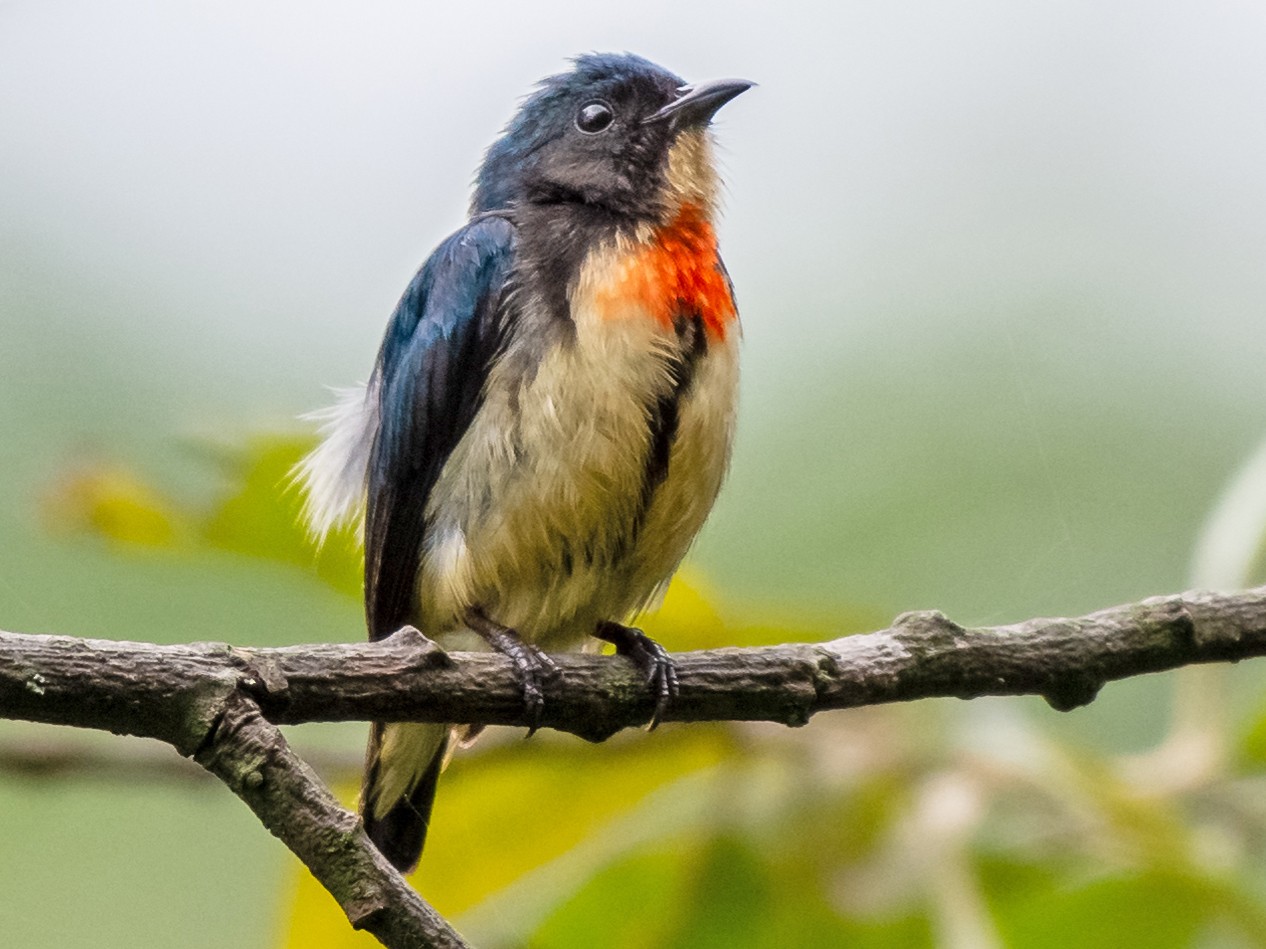 Fire-breasted Flowerpecker - Balaji P B