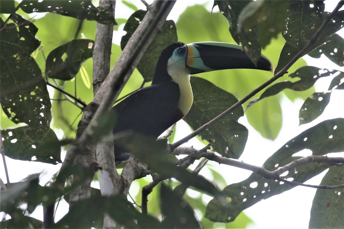 Channel-billed Toucan - Charles Davies