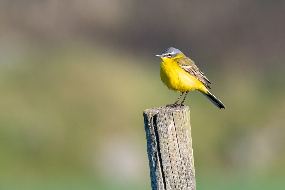 Western Yellow Wagtail - Hans Norelius