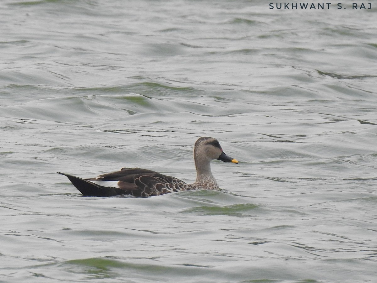 Indian Spot-billed Duck - Sukhwant S Raj