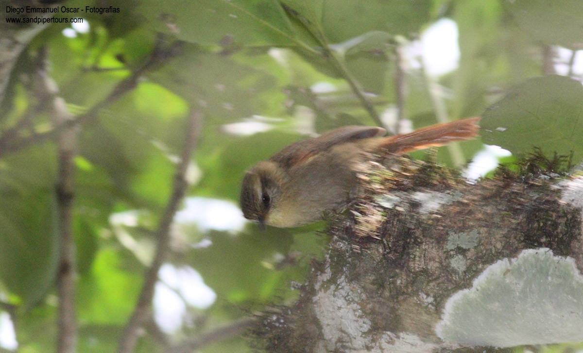 Olive Spinetail - ML158891291
