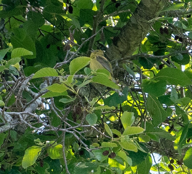 Orange-crowned Warbler (lutescens) - ML158892751
