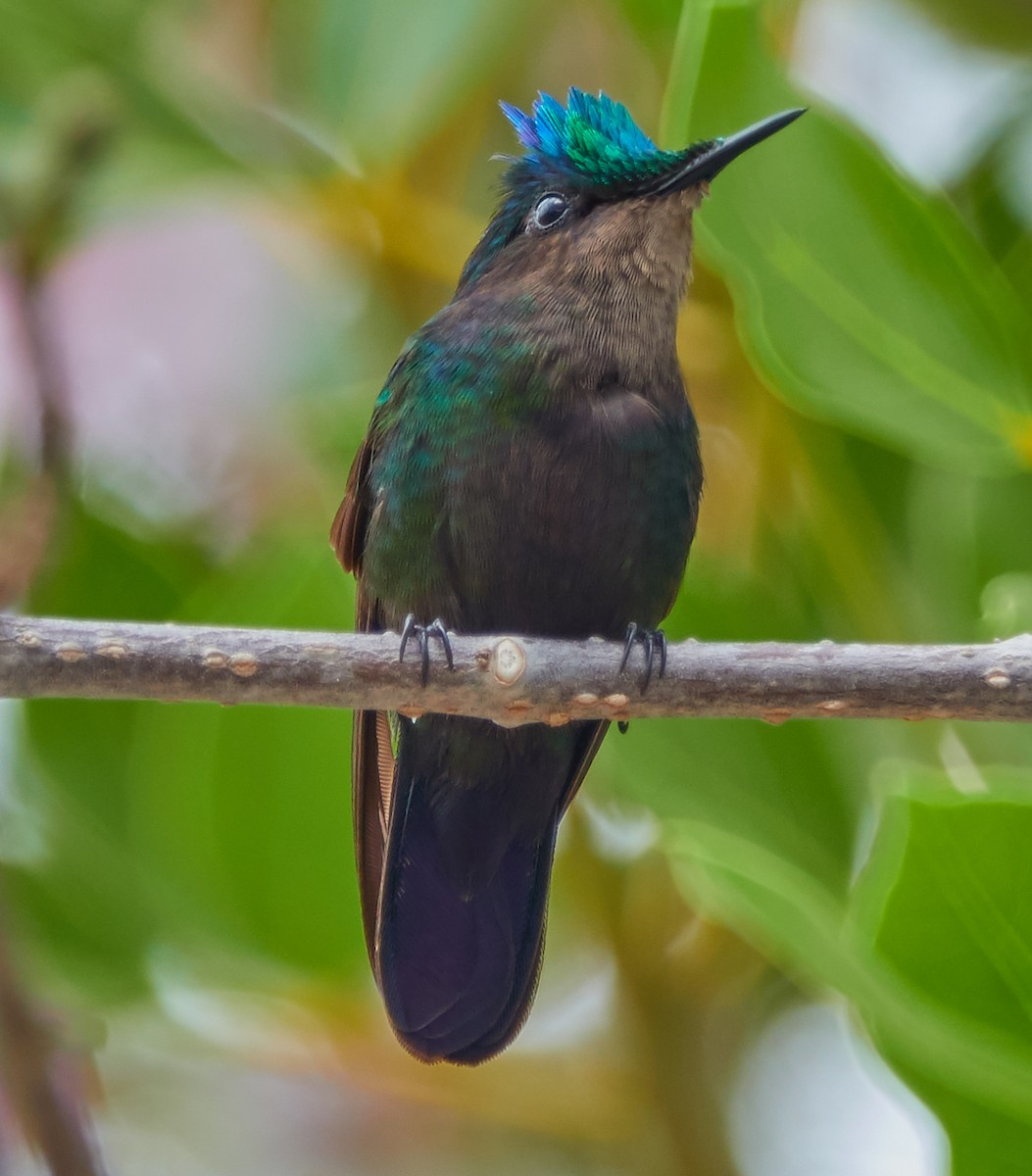 Antillean Crested Hummingbird - ML158896131