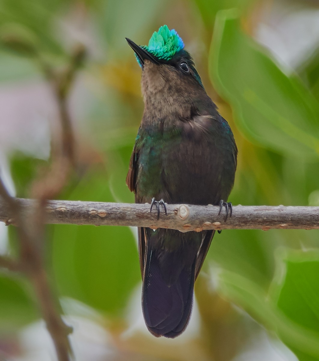 Antillean Crested Hummingbird - ML158896301