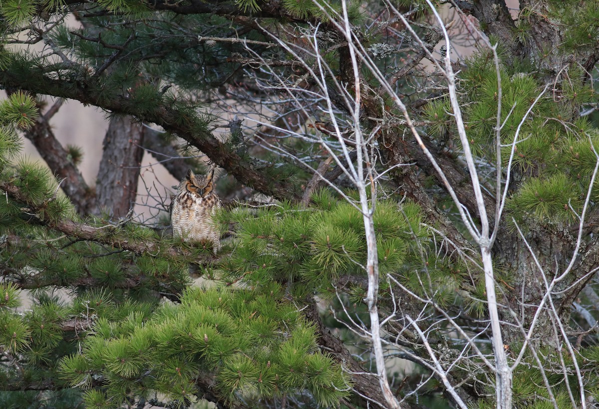 Great Horned Owl - ML158896591