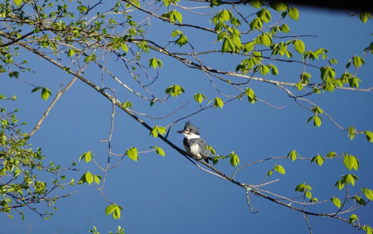 Belted Kingfisher - ML158897821