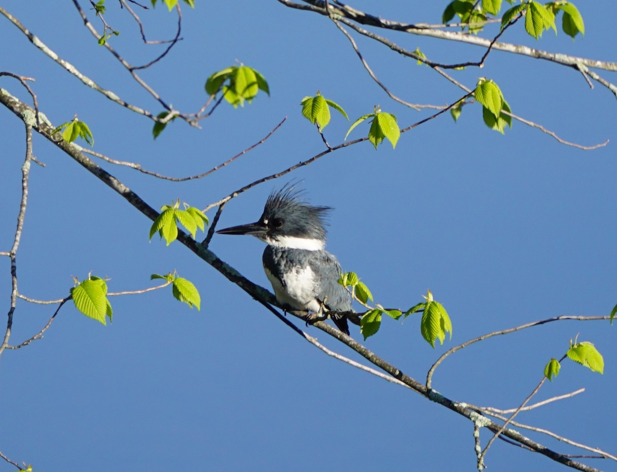 Belted Kingfisher - Marcia Dunham