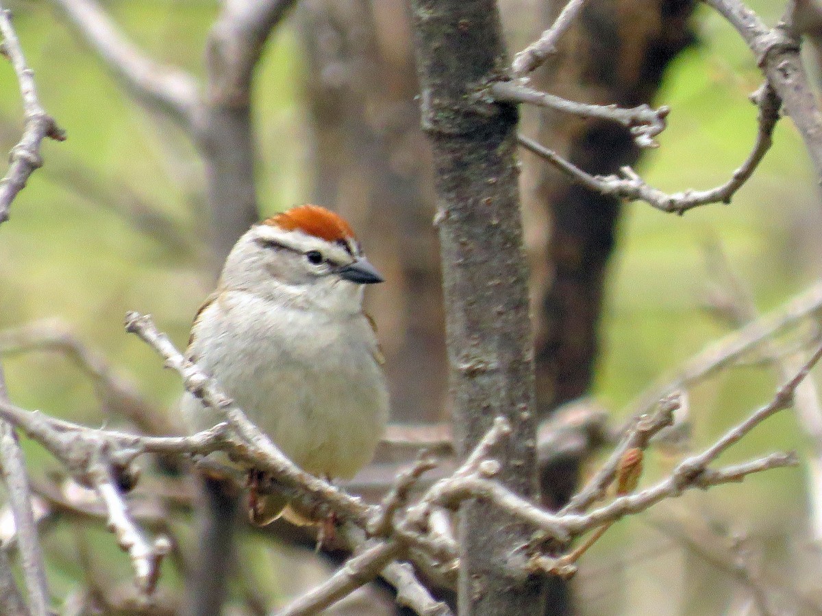 Chipping Sparrow - ML158902431