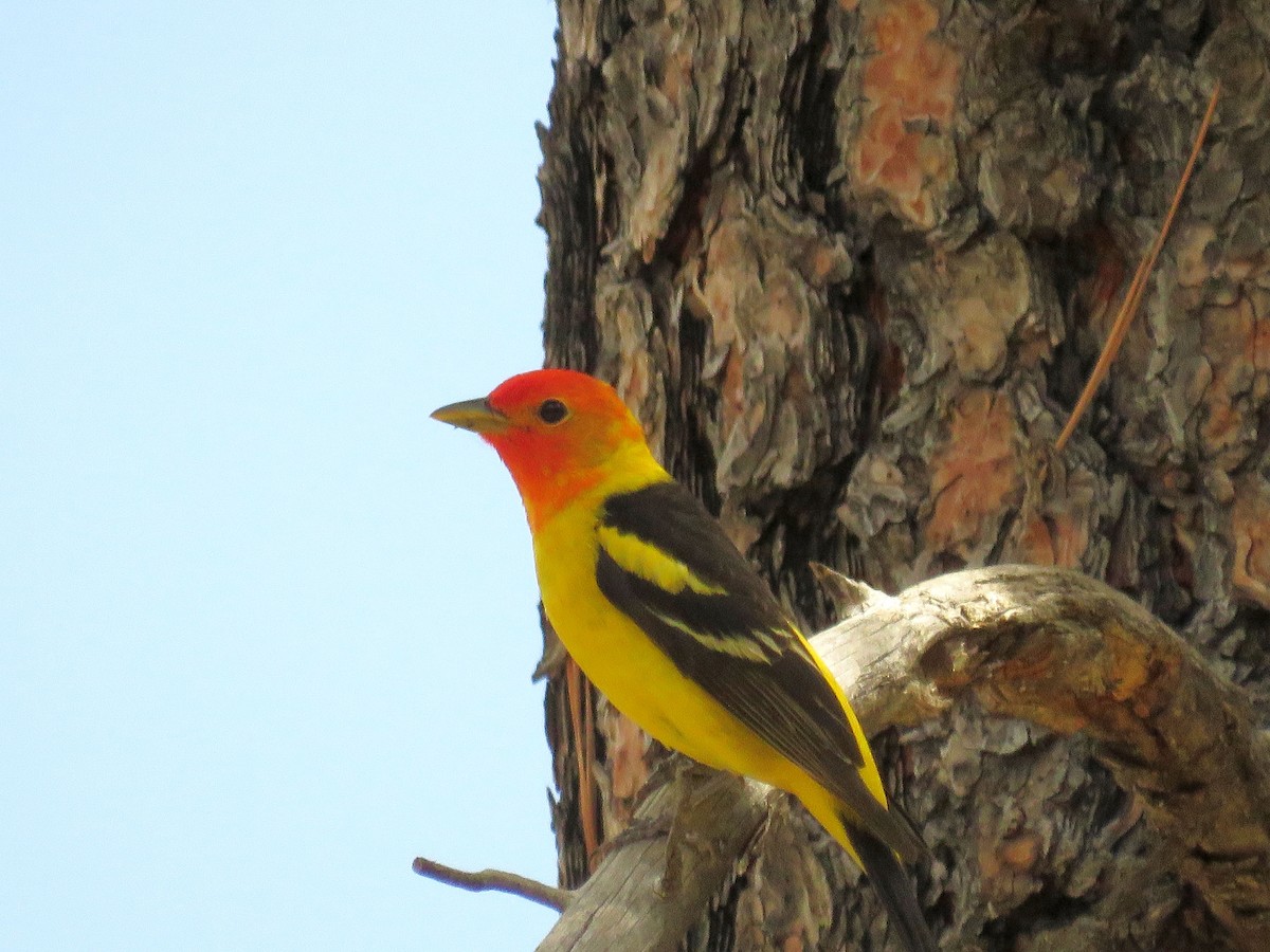 Western Tanager - ML158902541