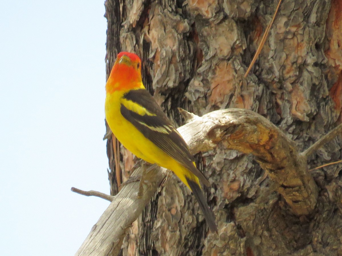Western Tanager - Burke Angstman