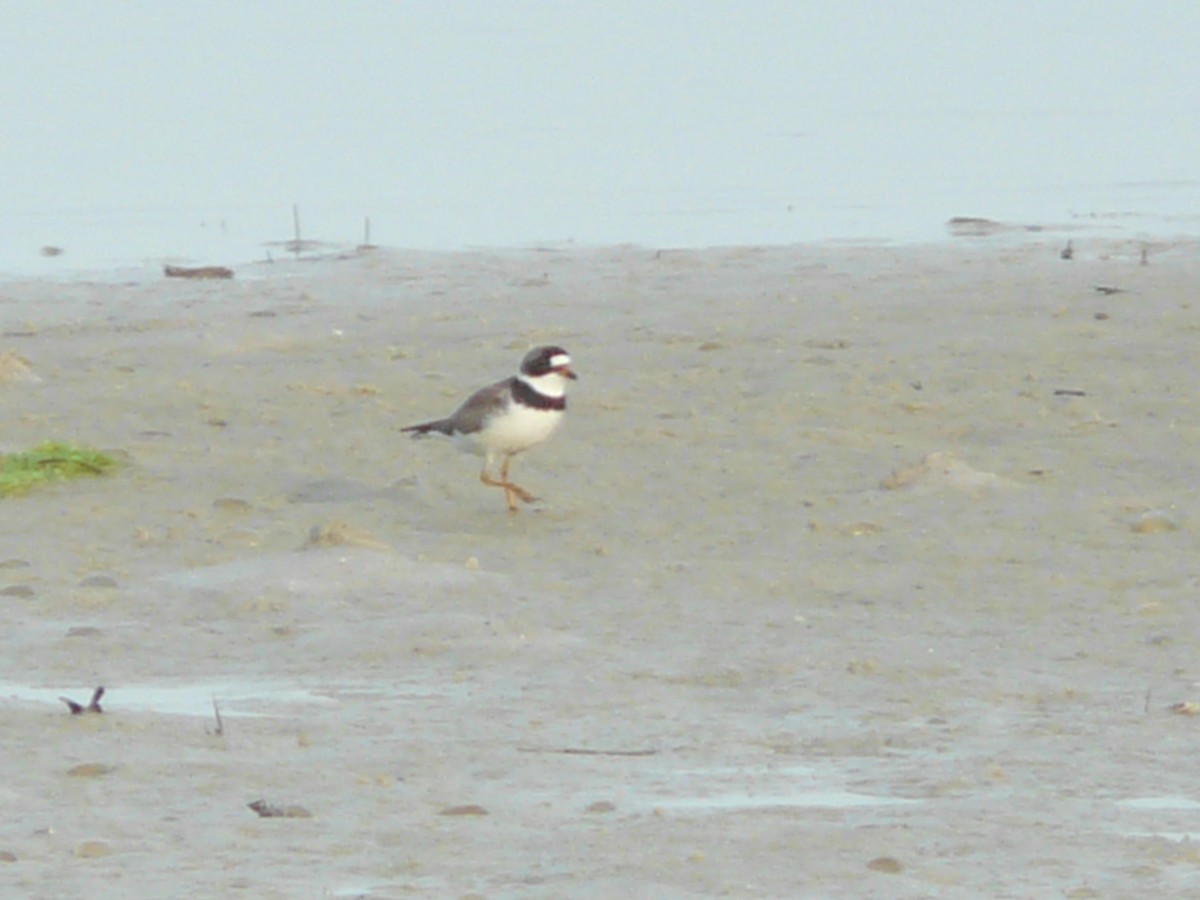 Semipalmated Plover - ML158905541