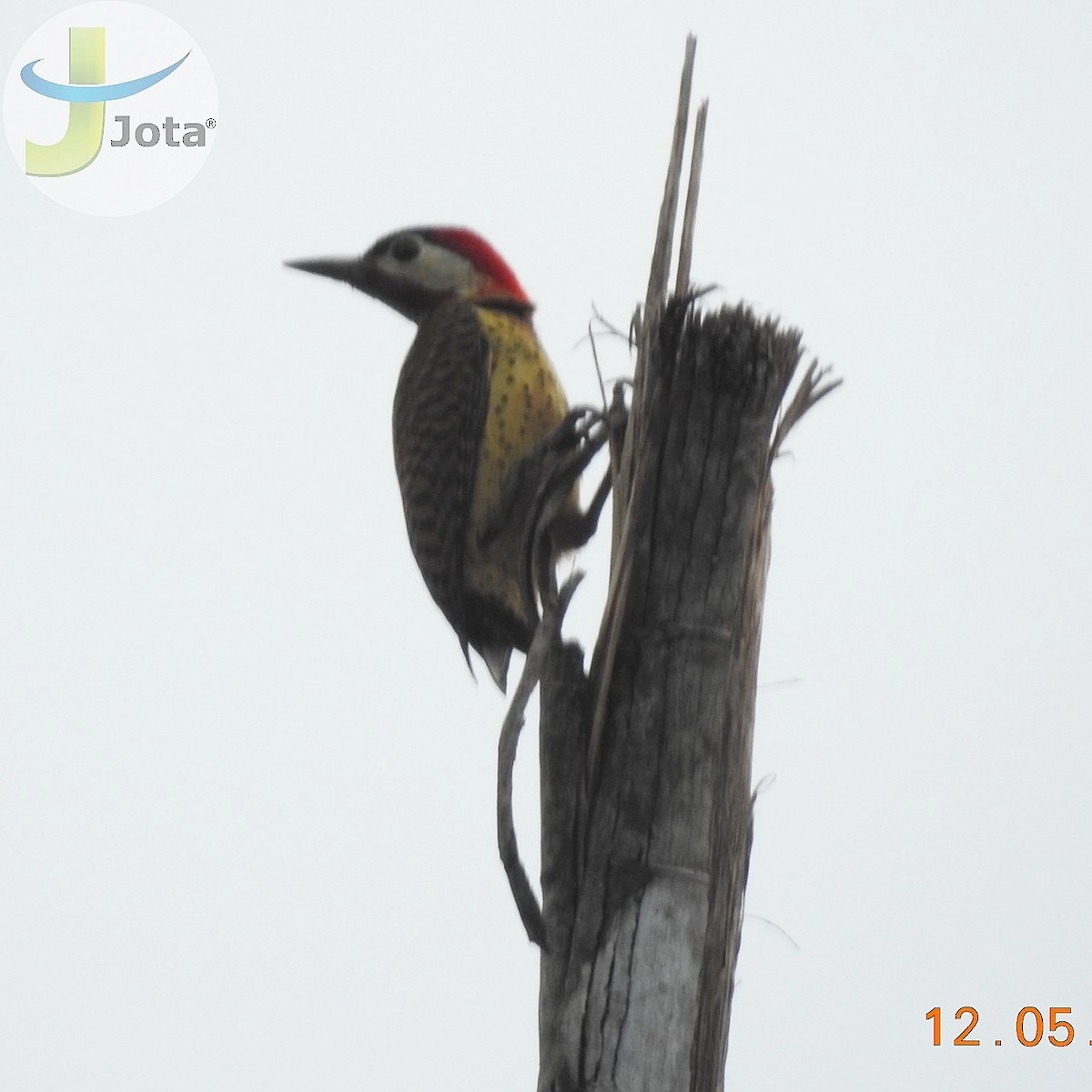Spot-breasted Woodpecker - ML158907821