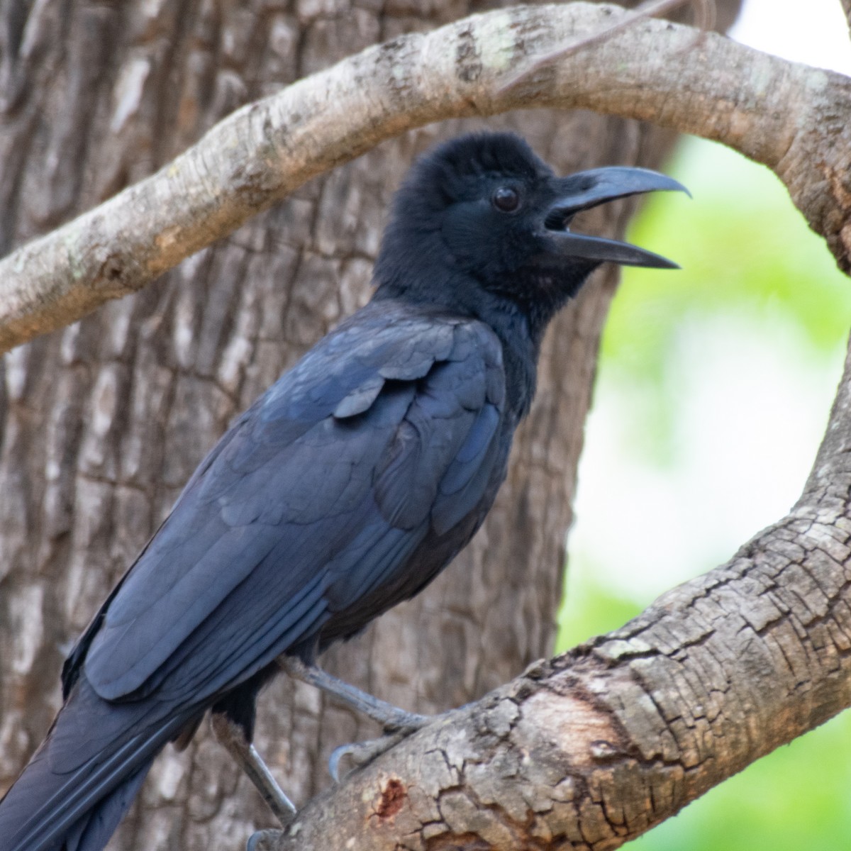 Large-billed Crow - Srinivas Mallela