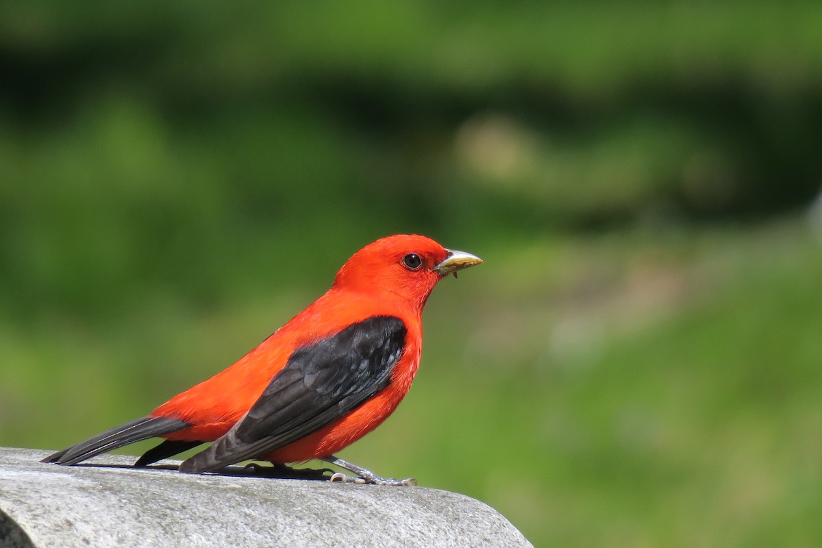 Scarlet Tanager - ML158914051