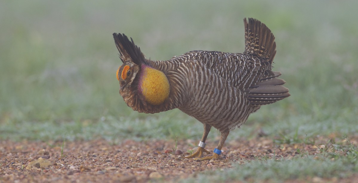 Greater Prairie-Chicken (Attwater's) - Dave Allen