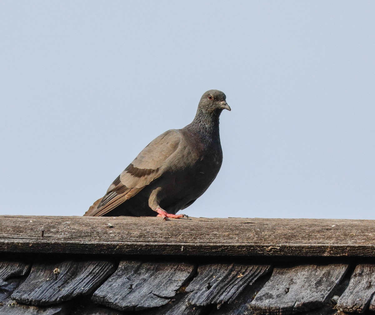 Rock Pigeon (Feral Pigeon) - Susan Mac