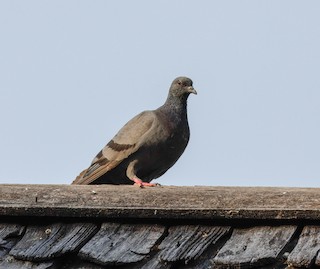 Rock Pigeon (Feral Pigeon), ML158920731
