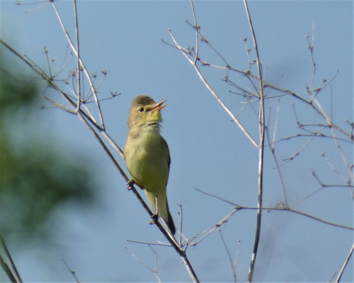 Melodious Warbler - Fernando T Rico