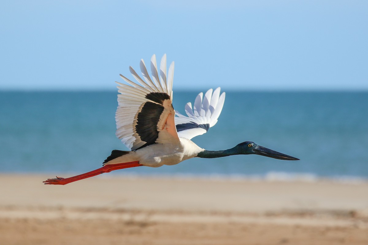 Black-necked Stork - ML158933001
