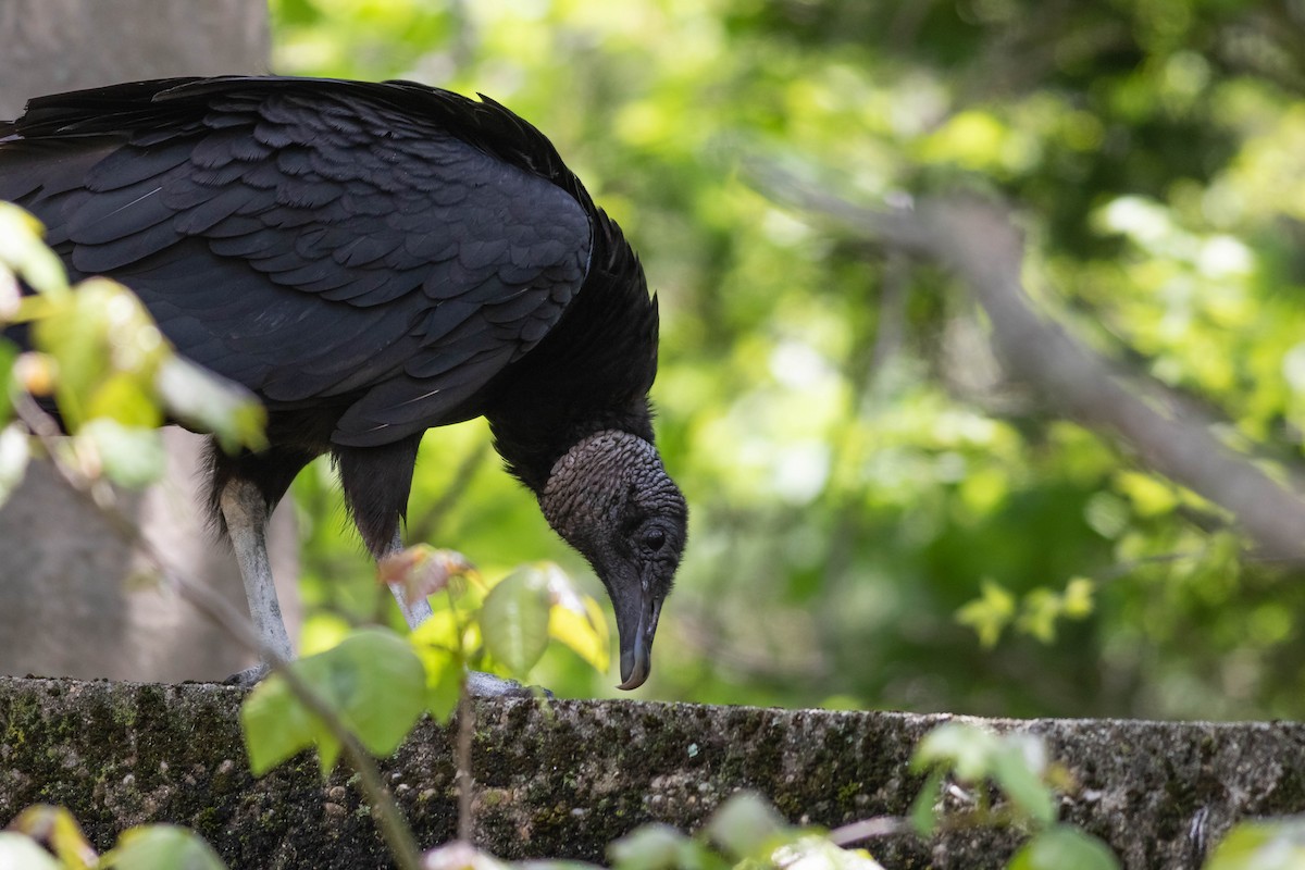 Black Vulture - Timothy Graves