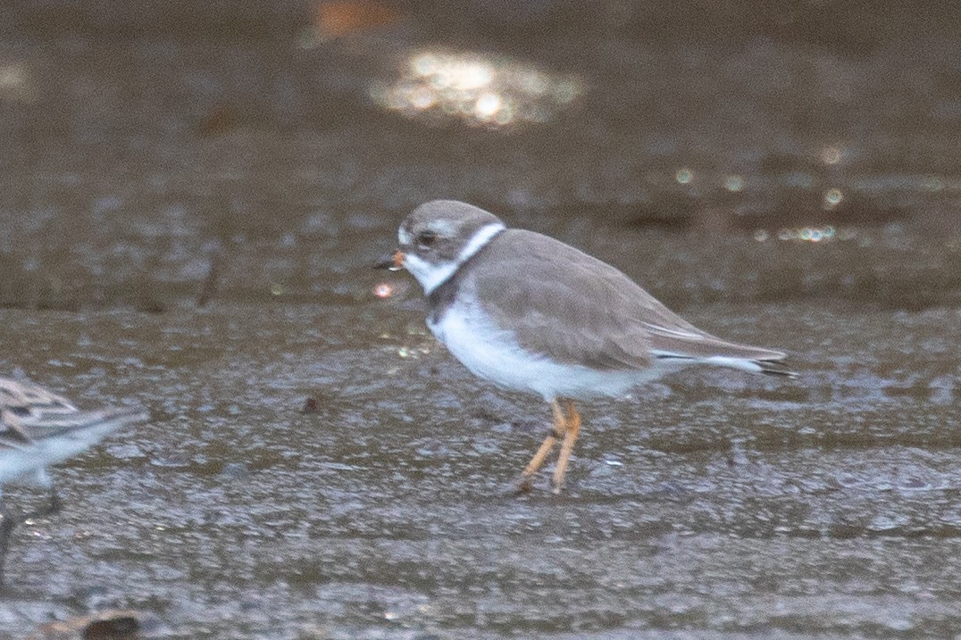 Semipalmated Plover - ML158939141