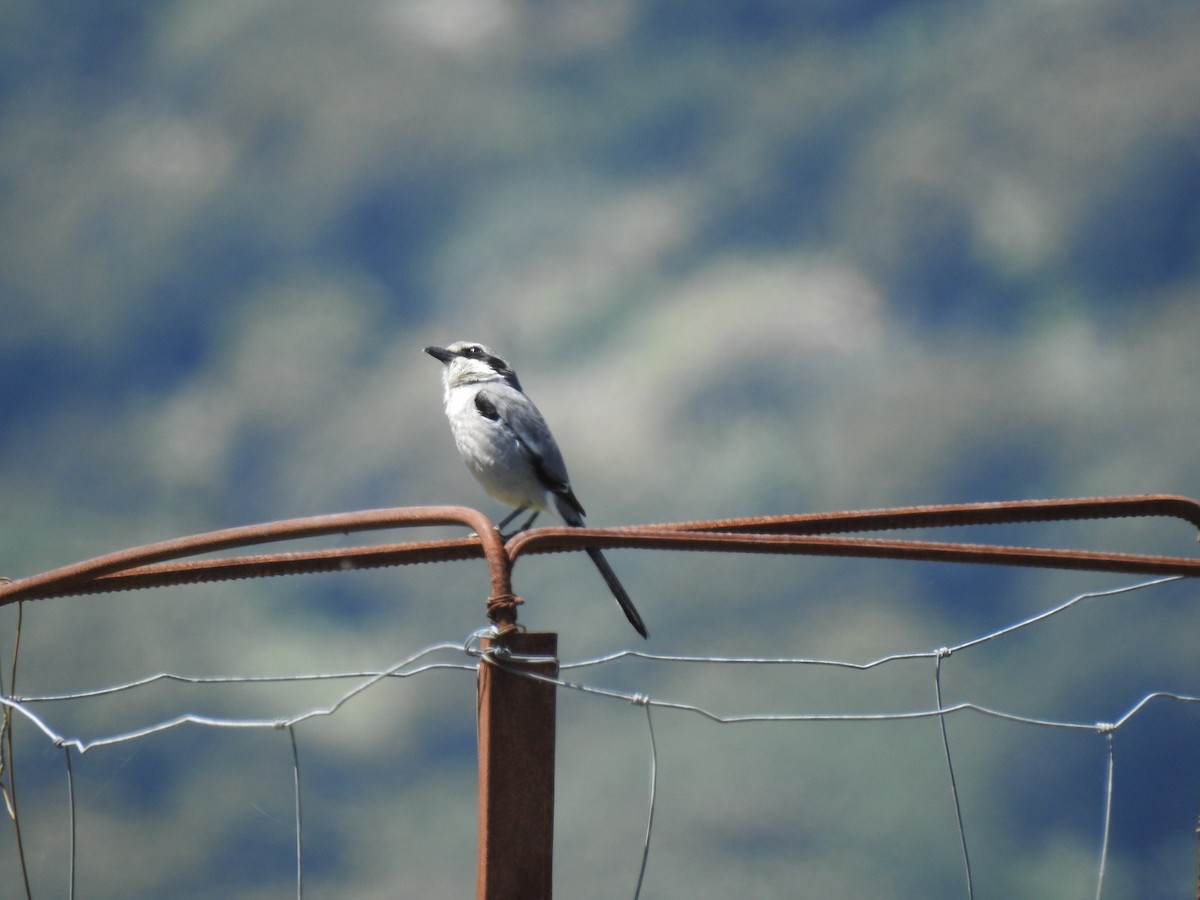 Iberian Gray Shrike - ML158939241