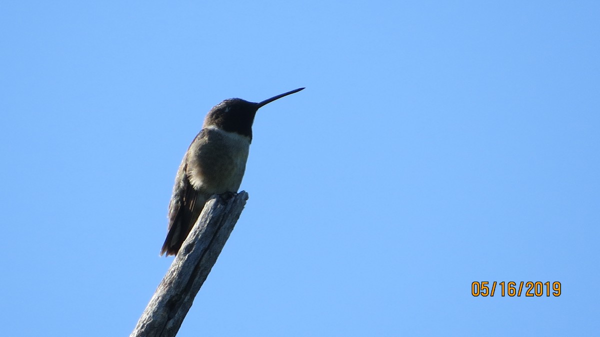 Black-chinned Hummingbird - JOHN KIRK