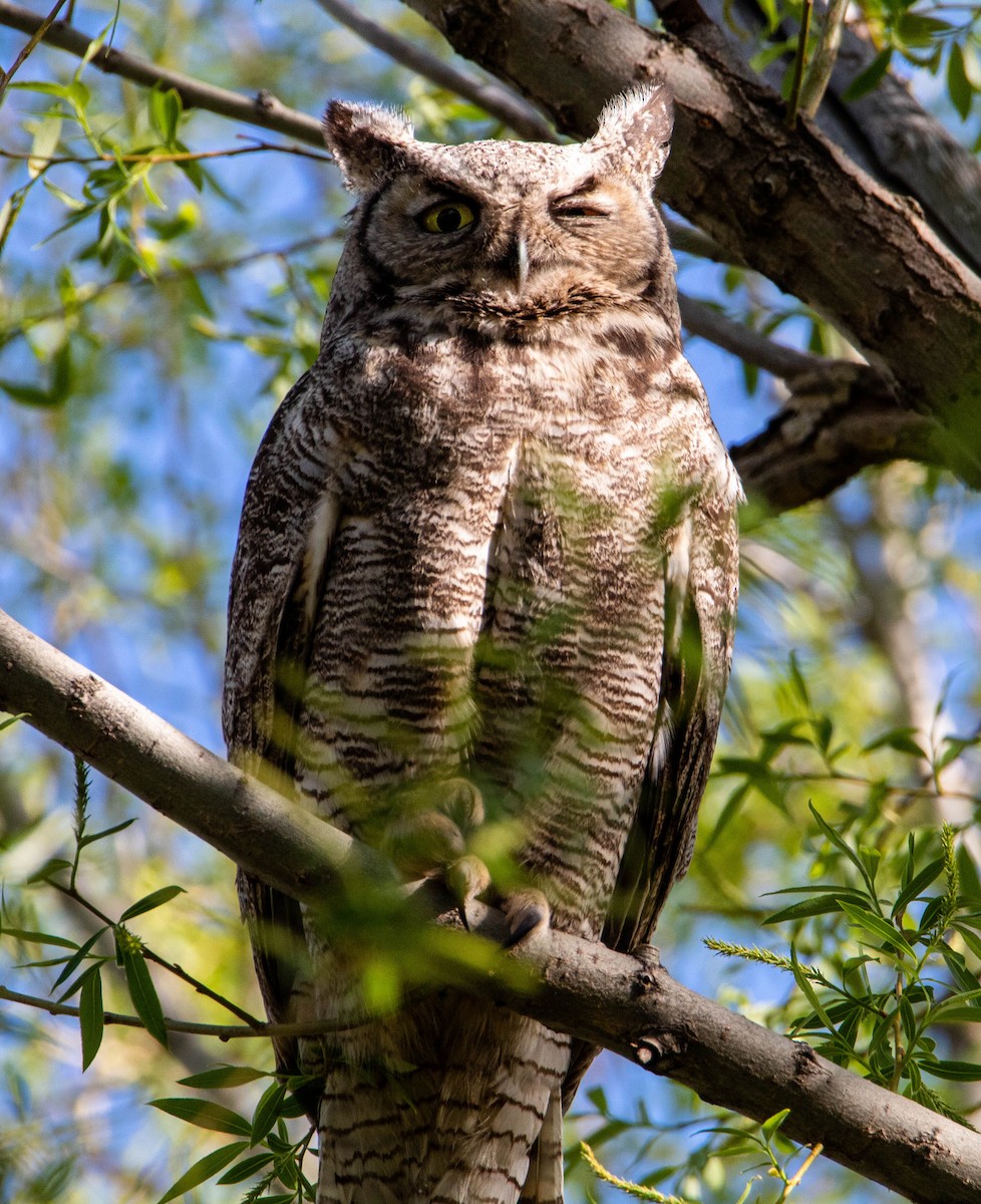 Great Horned Owl - ML158941161