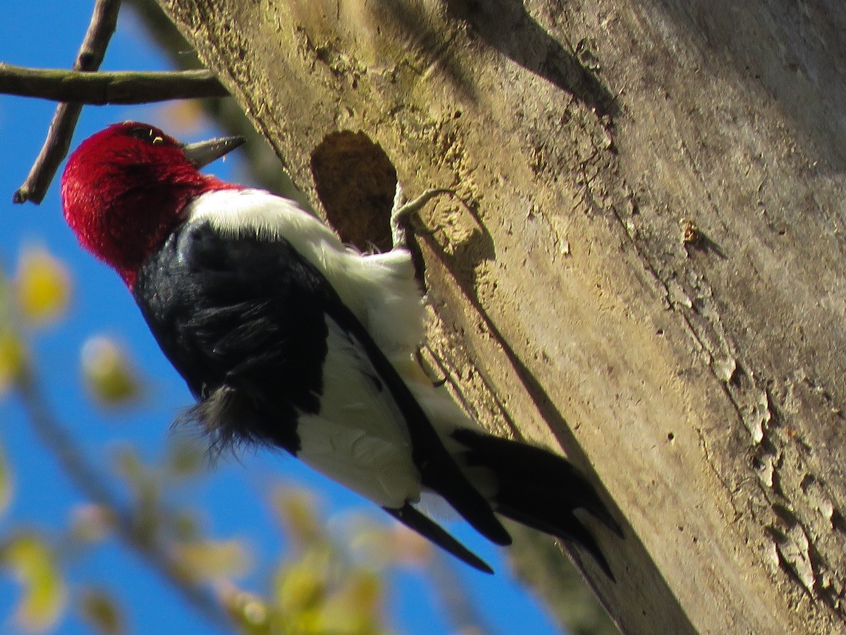 Red-headed Woodpecker - ML158942121