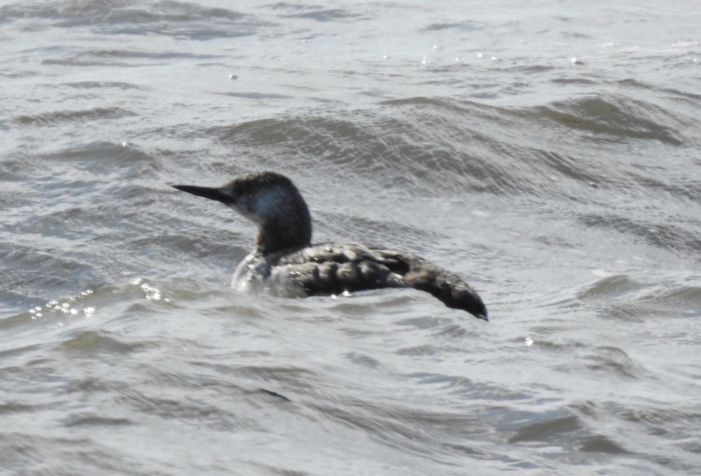 Red-throated Loon - Carena Pooth