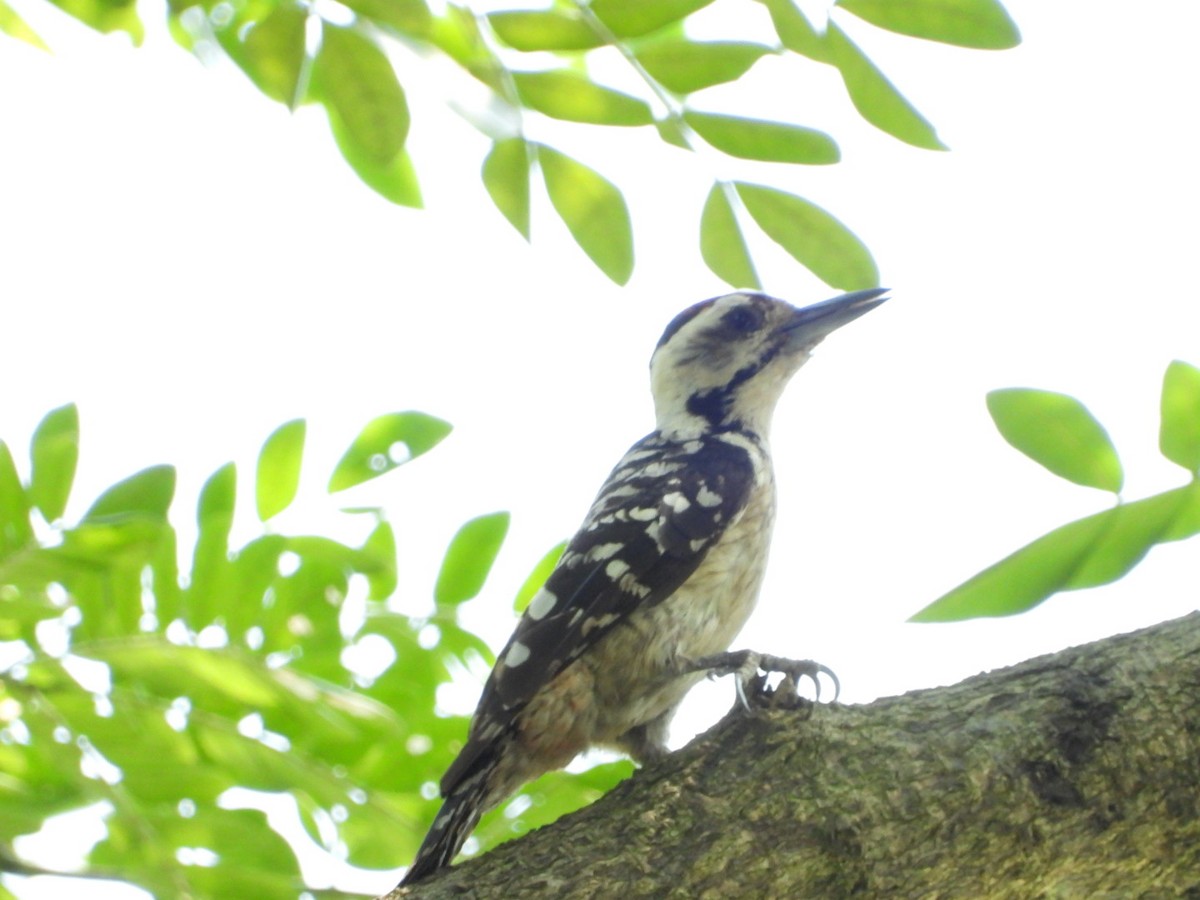 Sunda Pygmy Woodpecker - ML158945071
