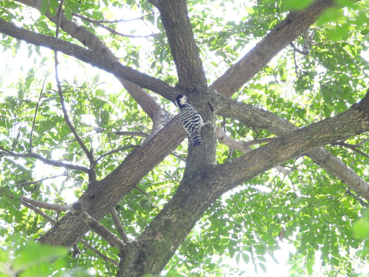 Sunda Pygmy Woodpecker - ML158945101