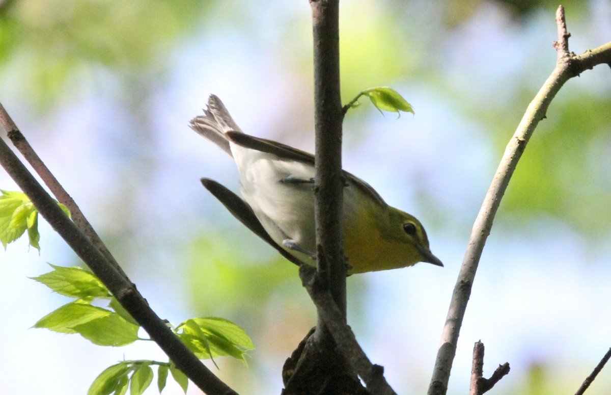 Yellow-throated Vireo - Anthony Collerton